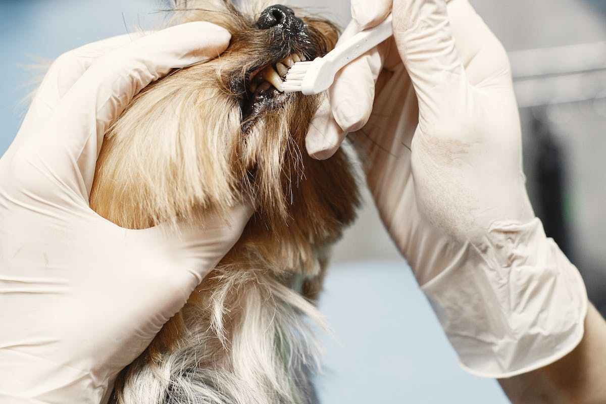 brosser les dents d'un chien