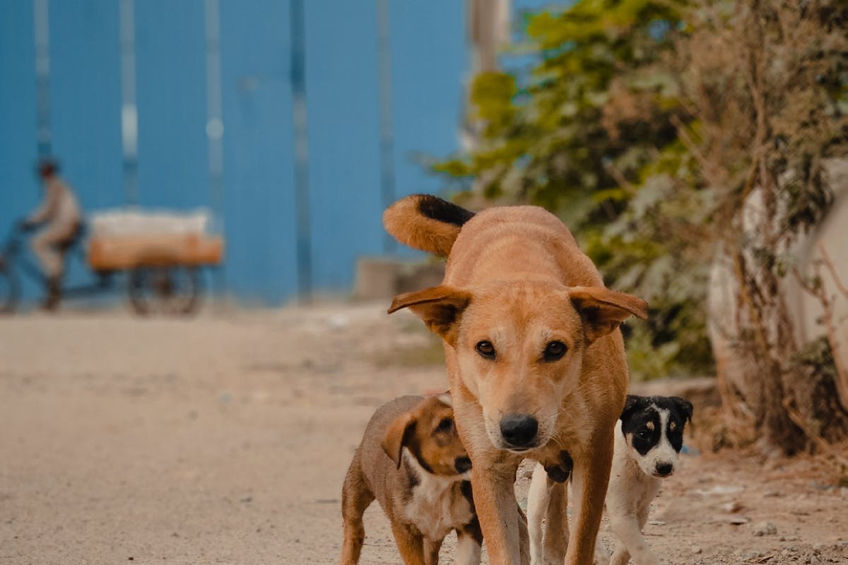 Chien qui n’arrive pas à procréer : comment traiter le problème ?