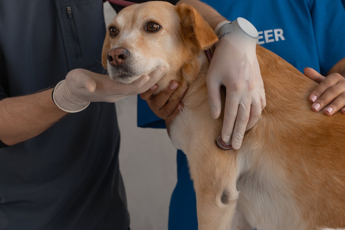 consultation vétérinaire du chien