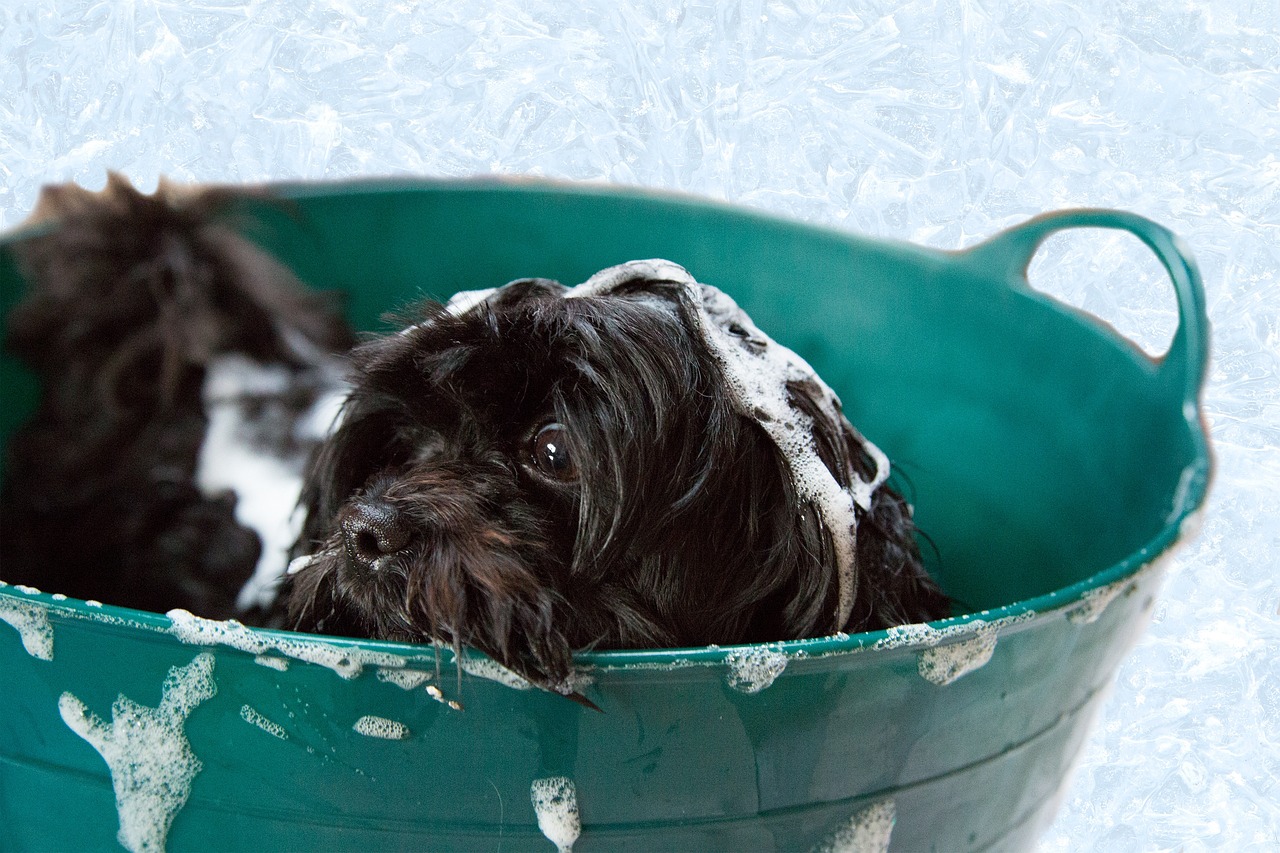 chien dans un seau