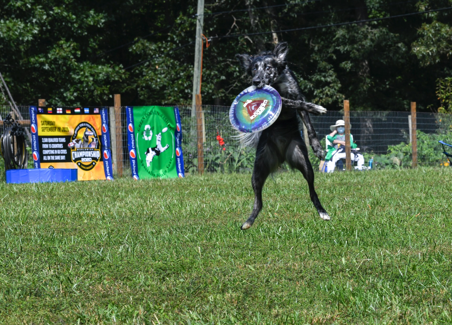 chien qui joue