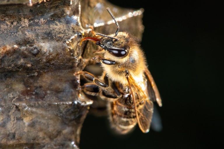 Élever des reines d’abeilles : quelles sont les précautions à prendre ?