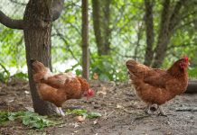 enclos pour poules dans son jardin