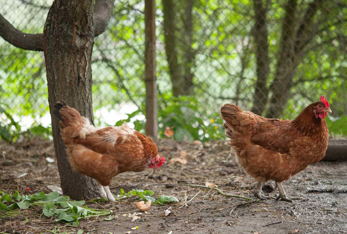 Les avantages d’avoir un enclos pour poules dans son jardin
