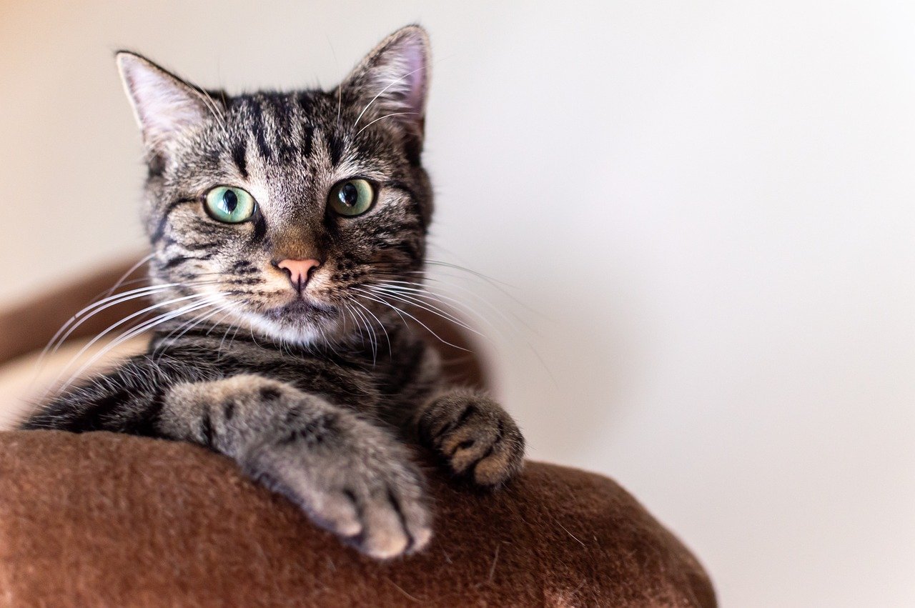 Quelques informations précieuses à connaître sur la pâtée pour chat