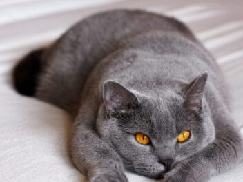 Est-ce que le British Shorthair est câlin ?