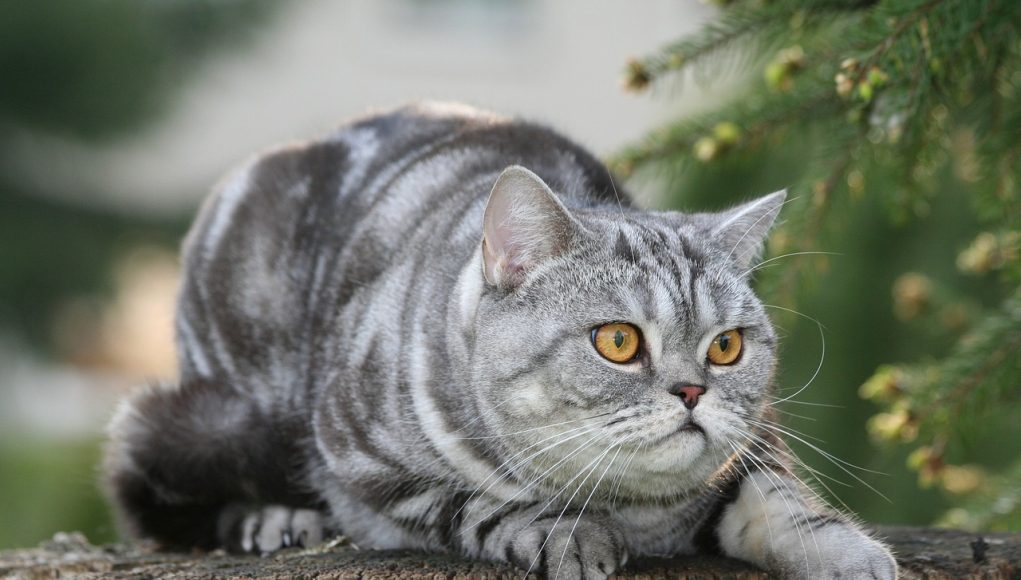 Est-ce que le British Shorthair miaule beaucoup ?