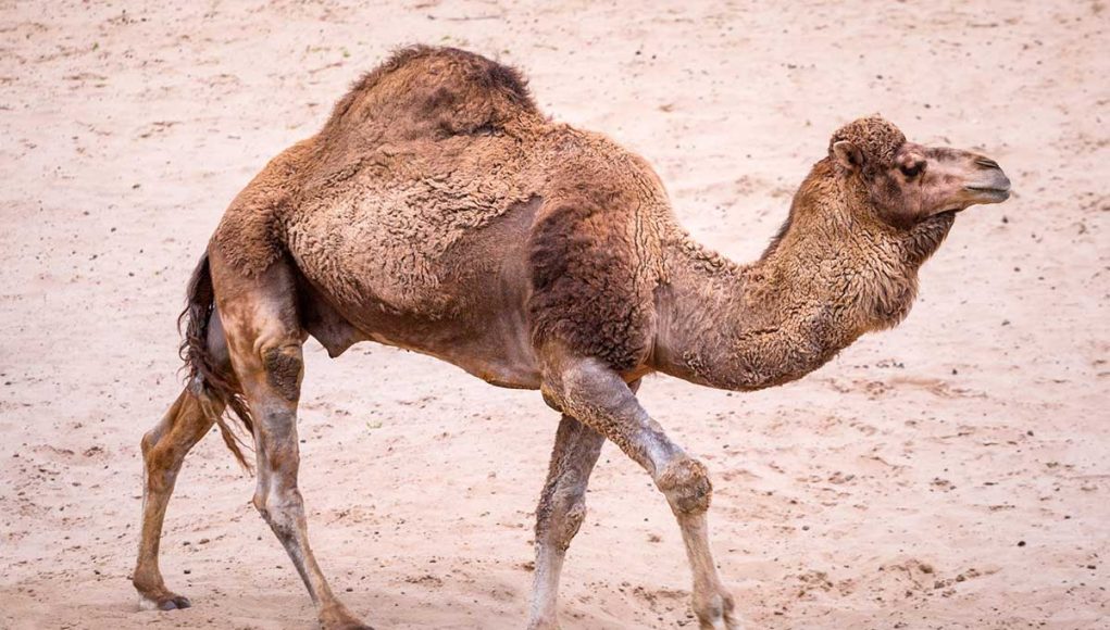 Animal en D : Les animaux commençant par la lettre D