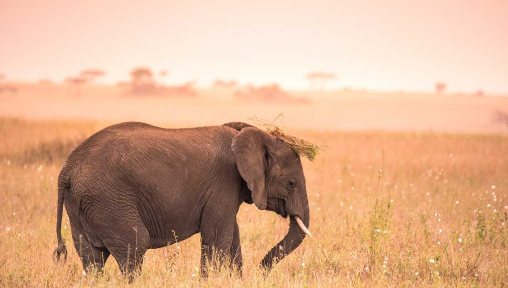 Animal en E : les animaux commençant par la lettre E