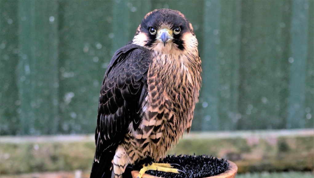 Les 10 animaux les plus rapides du monde : Et vous allez être surpris !