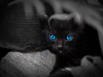 Les races de chats noir aux yeux bleus