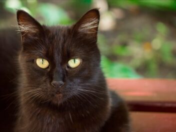 Les races de chats noirs aux yeux jaunes
