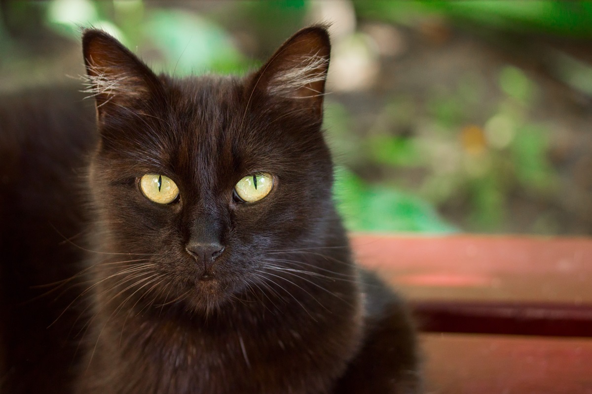 Les races de chats noirs aux yeux jaunes