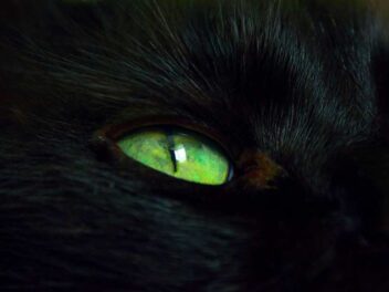 11 chats noirs aux yeux verts que vous adorerez