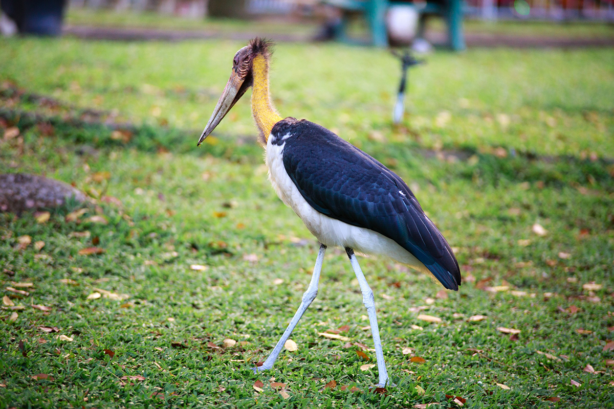 Le Marabout commence avec la lettre M