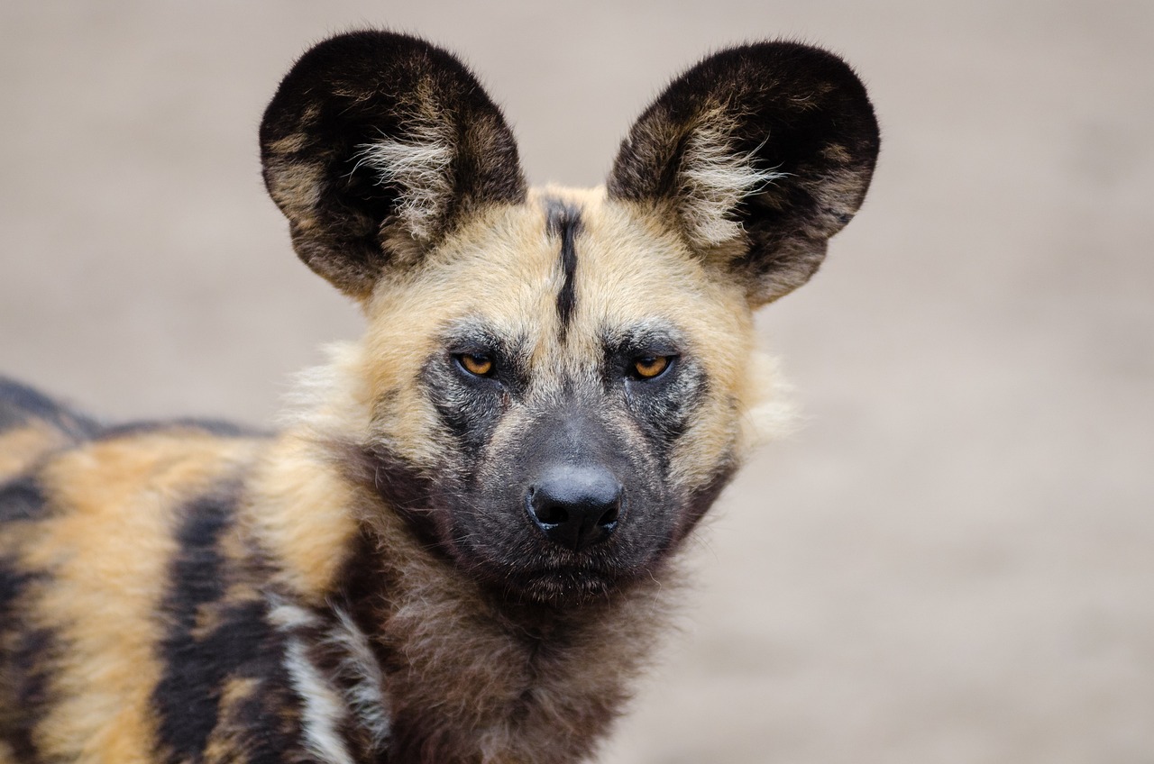 Photo d’un Lycaon, un animal en L