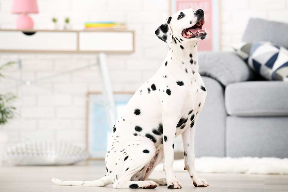 dalmatien Animal en D