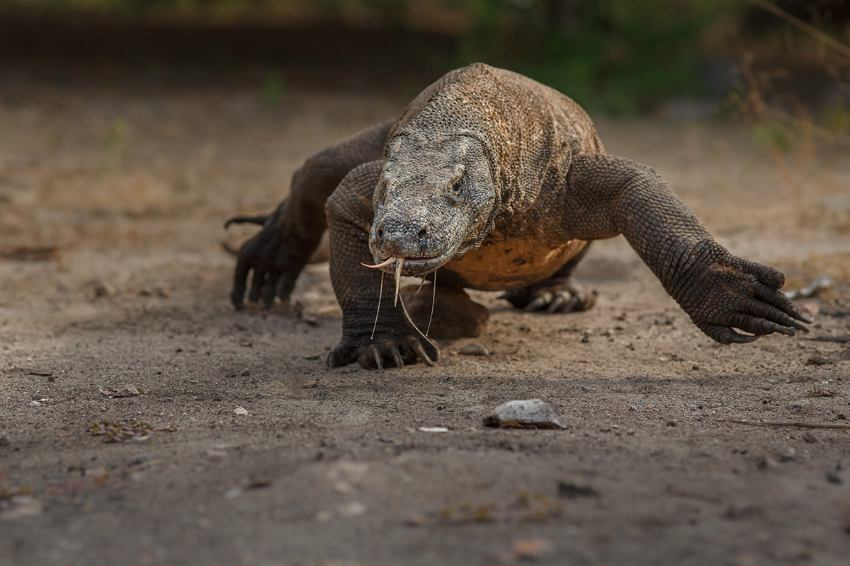 Le dragon de Komodo est un animal qui commence par la lettre D