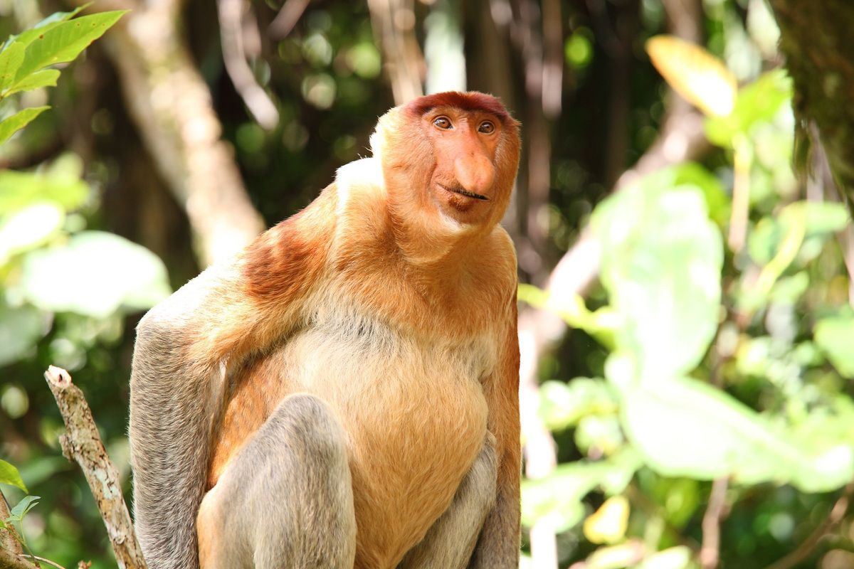Le nasique est l'un des animaux commençant par la lettre N