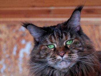 Les races de chat avec les oreilles pointues