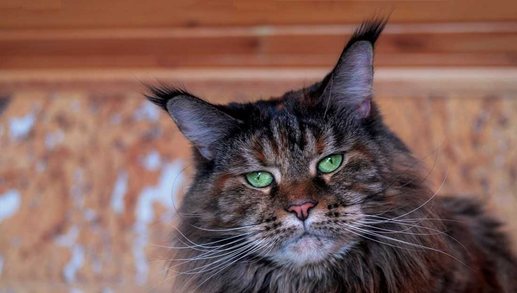 Les races de chat avec les oreilles pointues