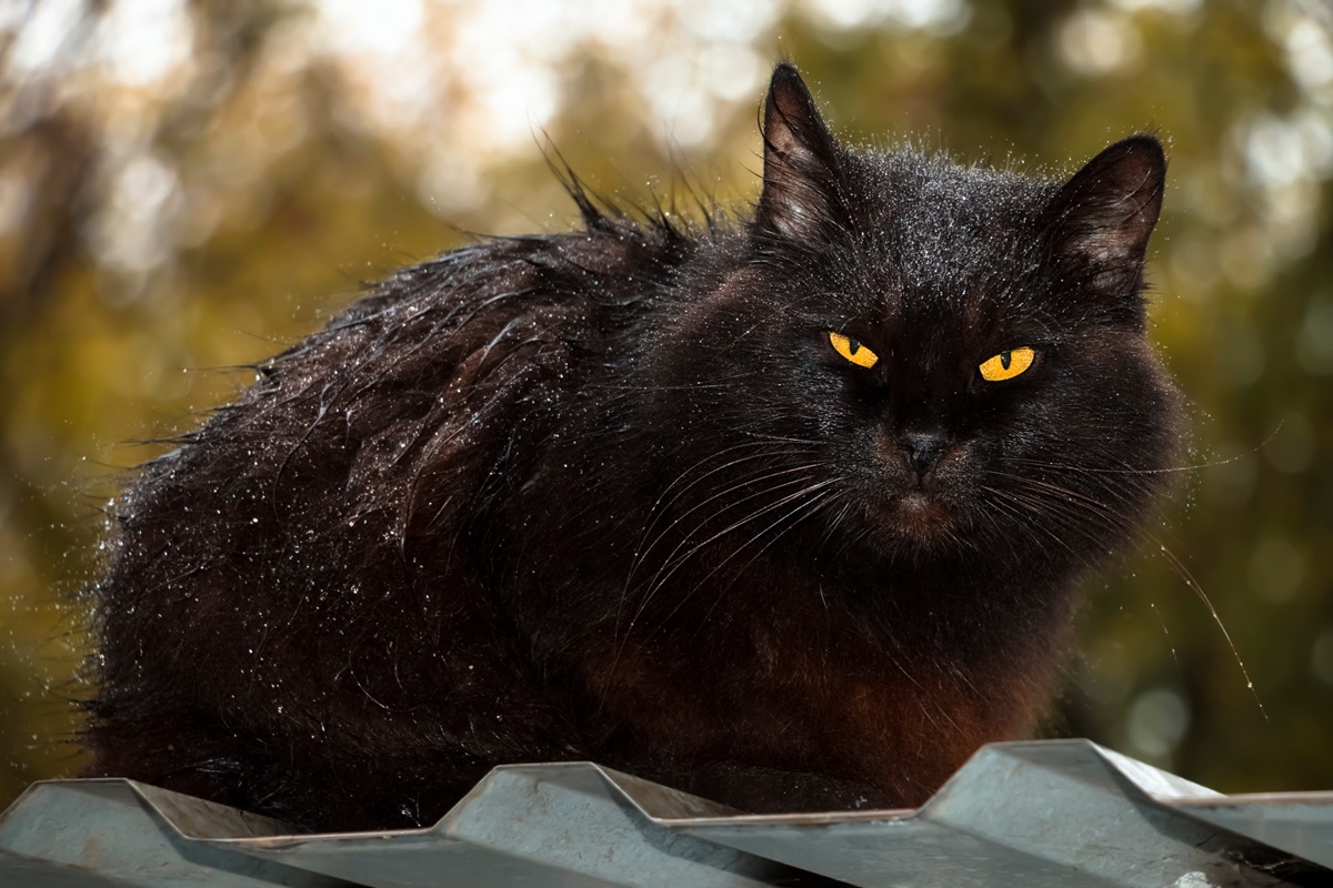 Les races de chats noirs aux yeux oranges