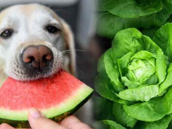 Les vétérinaires stupéfaits : votre chien peut manger de la salade, mais attention aux pièges !