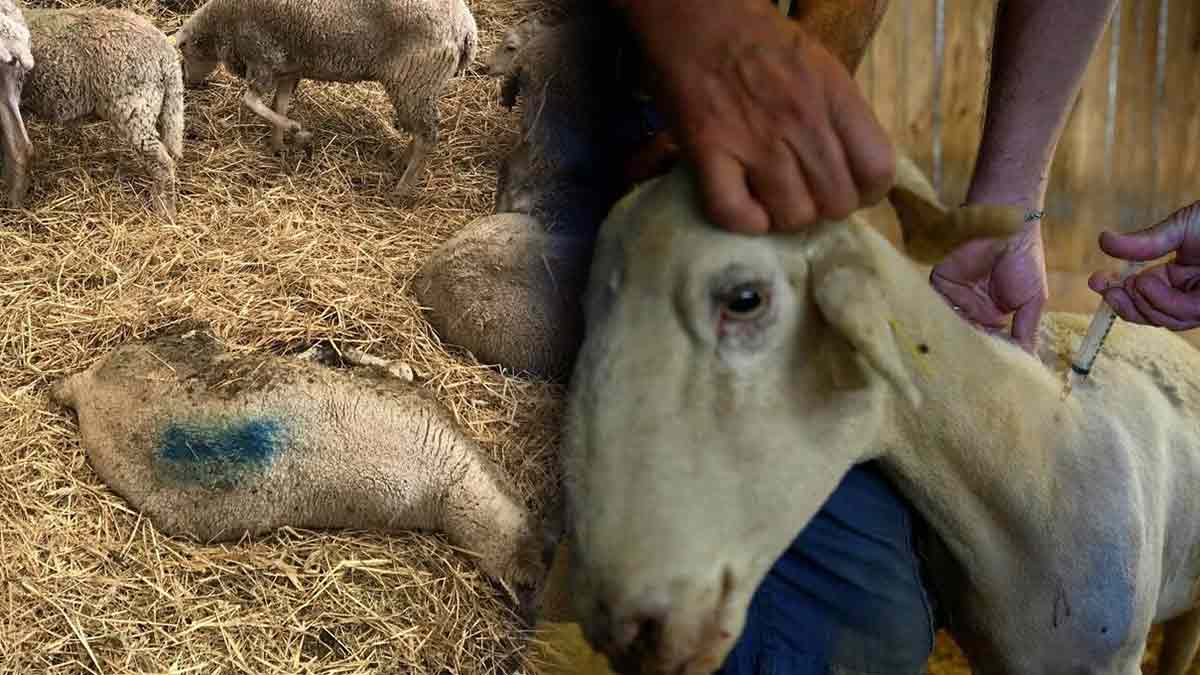 La langue bleue frappe de nouveau : l’élevage européen en alerte face à cette maladie dévastatrice