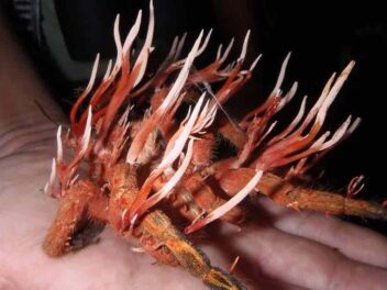 Cette araignée géante transformée en zombie va vous glacer le sang !