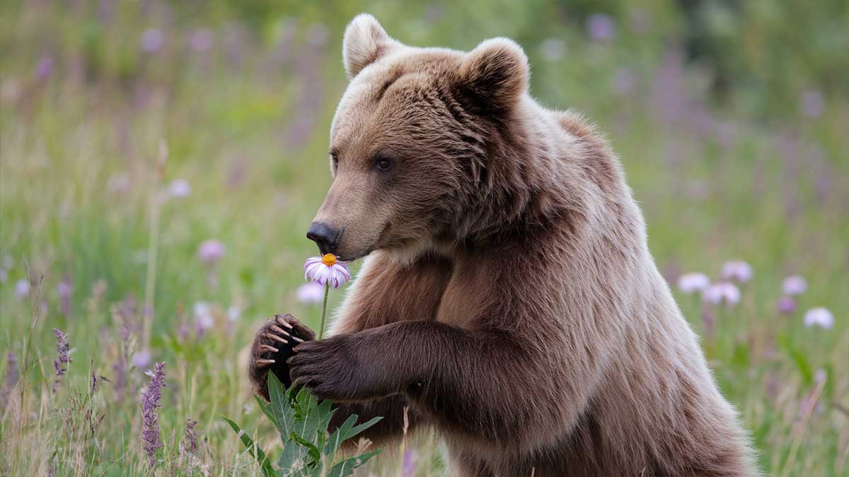 Découvrez les clichés les plus hilarants du monde animal : le Comedy Wildlife Photography Award 2024 dévoile ses pépites !