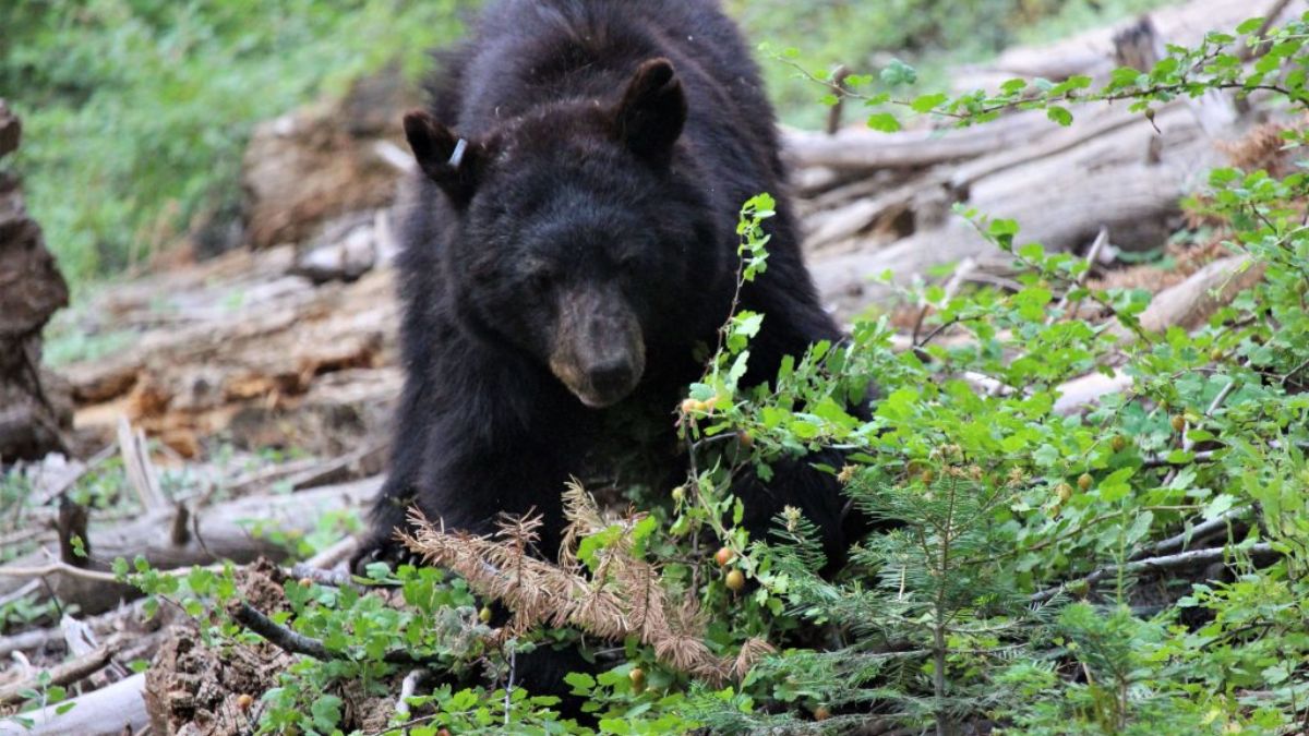 « La chose la plus violente que j’ai vécue »: un Américain survit par miracle à une attaque d’ours