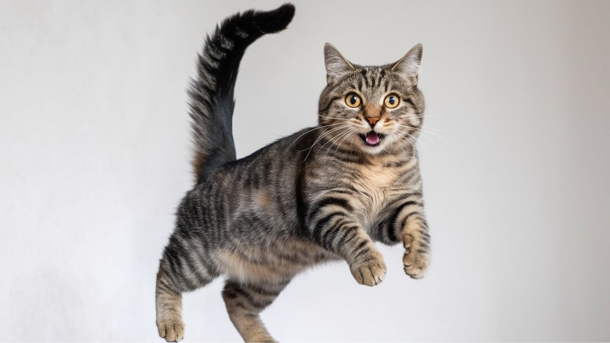 La caca-phorie féline : pourquoi votre chat devient-il fou après ses besoins ?