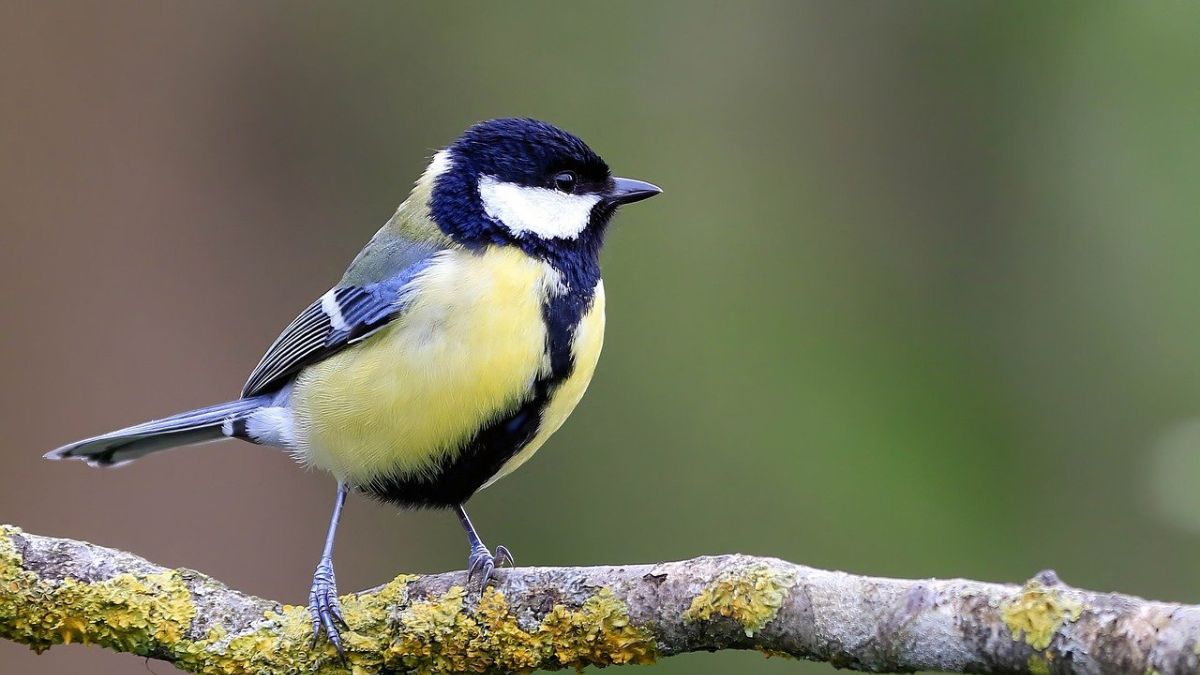 Des oiseaux mutants à Tchernobyl ? Une étude révèle l’incroyable vérité !