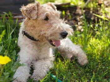La fin de Milou ? Ce chien iconique pourrait bientôt n’exister que dans les BD