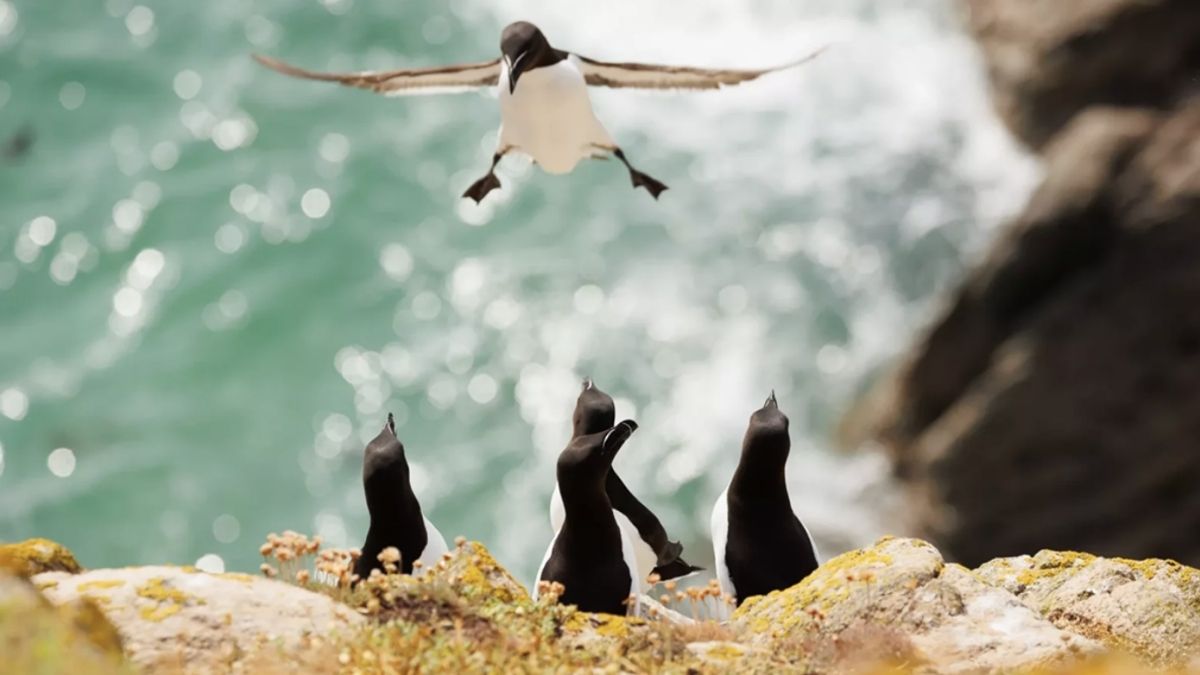 Des ours qui font du stop aux zèbres désorientés : découvrez les photos les plus hilarantes de la faune sauvage en 2024