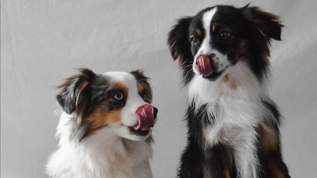 Les experts révèlent : voici les races de chiens les plus douces et affectueuses pour votre famille