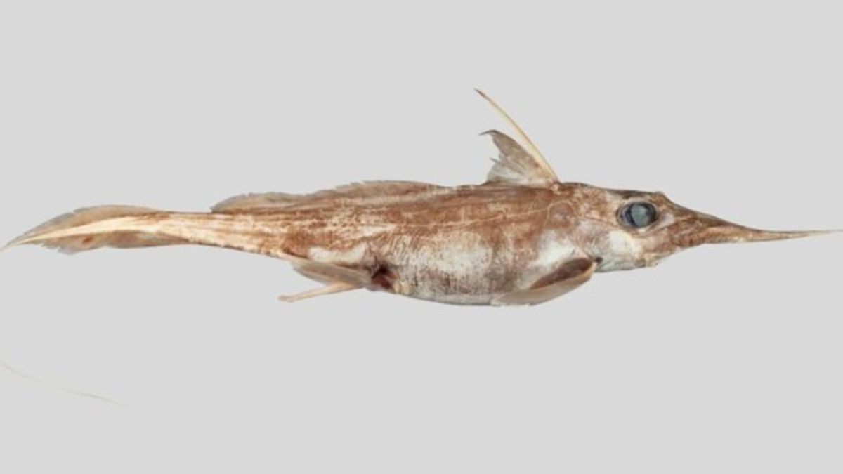 Une créature mystérieuse des abysses dévoile ses secrets au large de la Nouvelle-Zélande