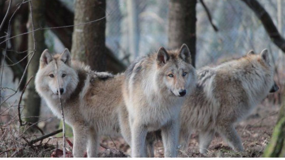 Le grand retour du loup en Bretagne : entre fascination et inquiétude