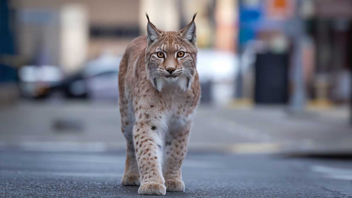 Elle filme un lynx qui promène son chien au minigolf : son comportement est stupéfiant