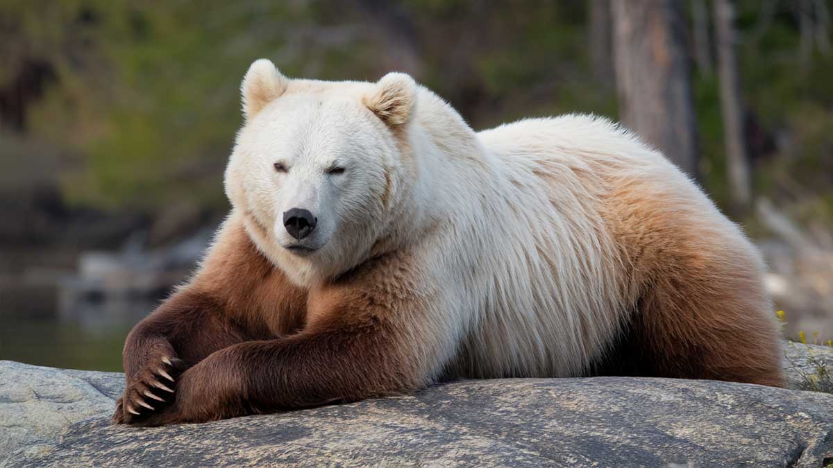 Le grolar, cet ours hybride qui ne remplacera pas l’ours blanc