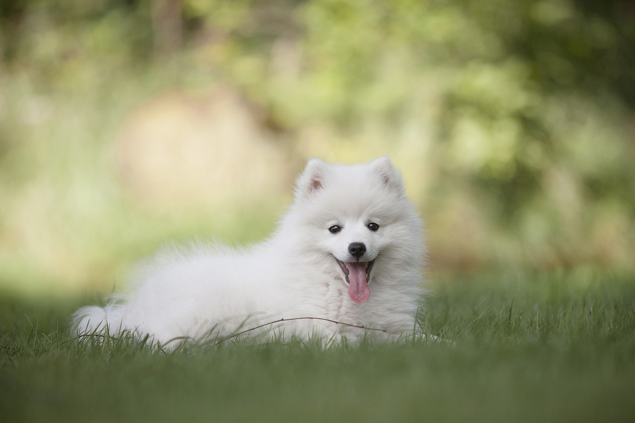 Les races de petits chiens préférées aux États-Unis