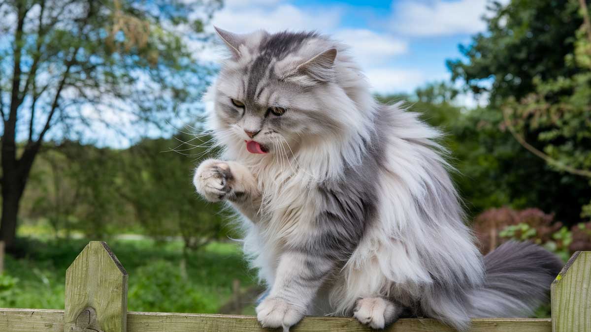 Troubles mentaux chez les chats : ces 5 signes alarmants que vous ne devez plus ignorer