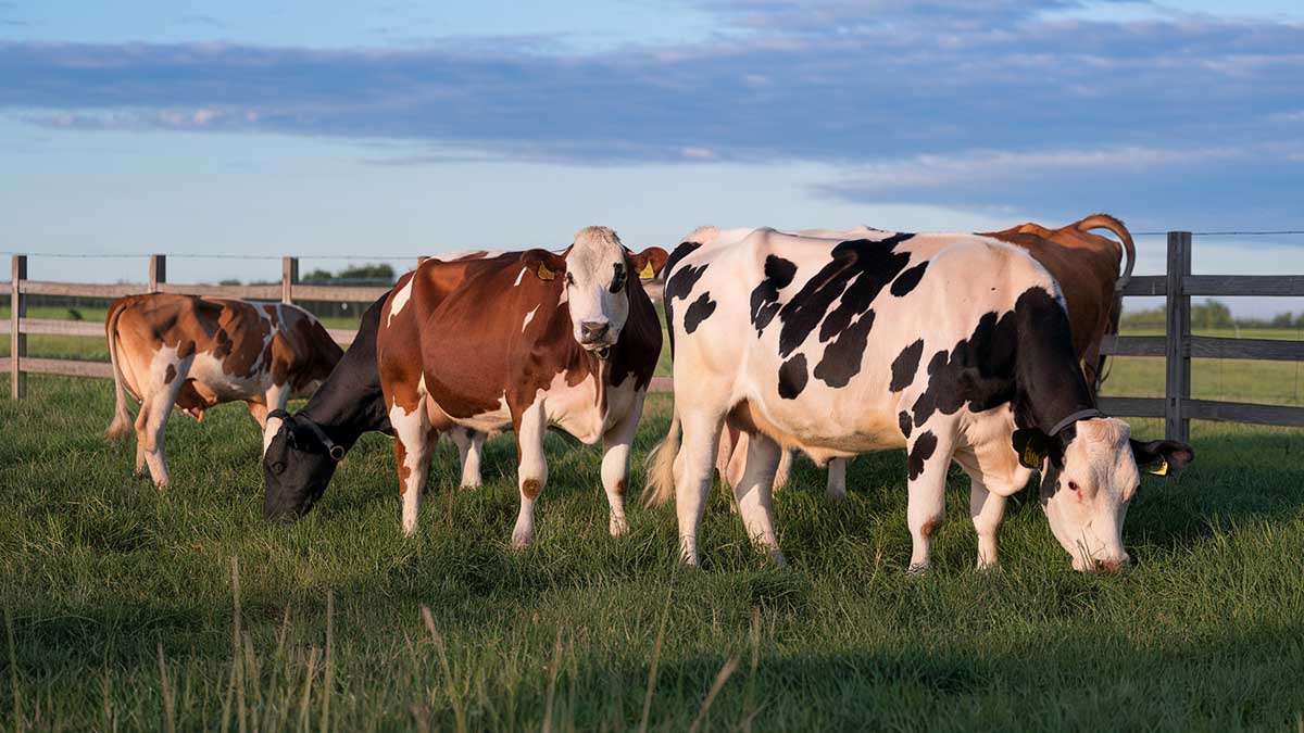 Alerte rouge dans les champs britanniques : quand les vaches deviennent des tueuses en série