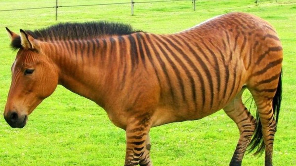 Le sauvetage incroyable de Pete le zorse : quand un zèbre-cheval trouve sa liberté