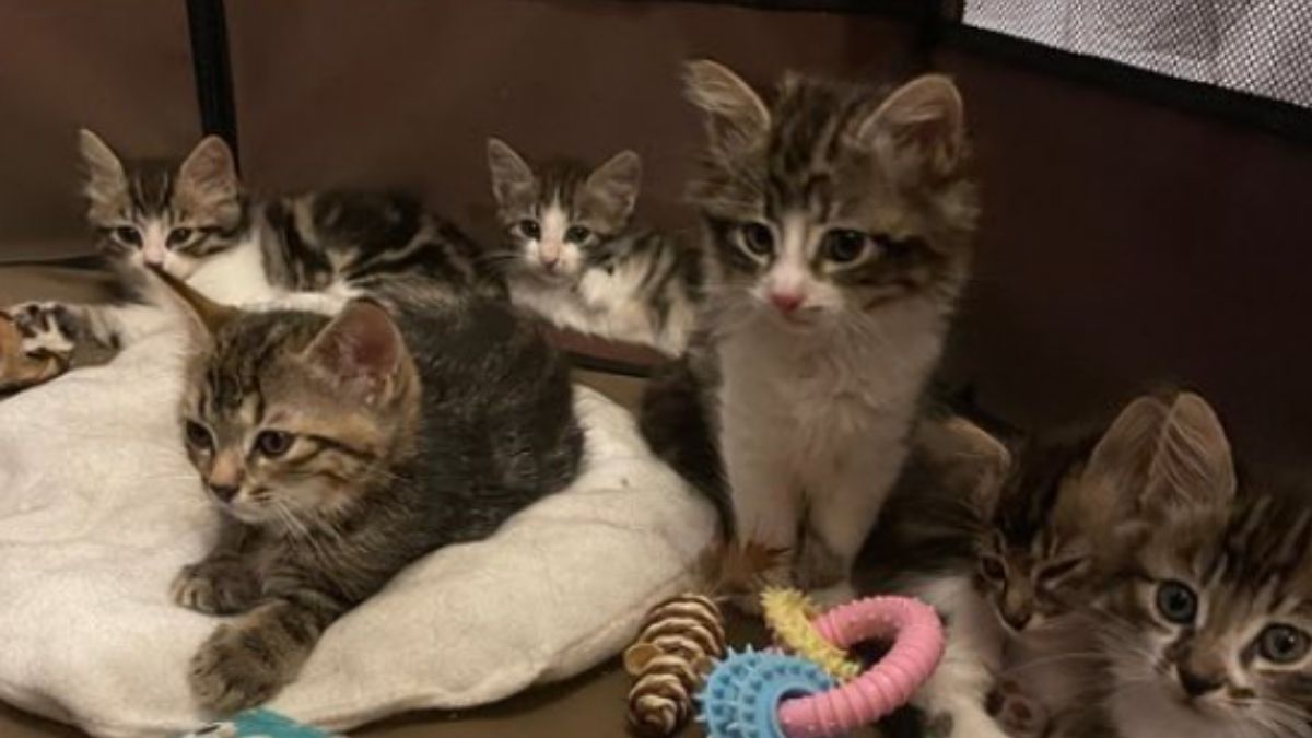 « On ne s’en sortira jamais » : la SPA des Hautes-Pyrénées lance un appel désespéré après de nouveaux abandons