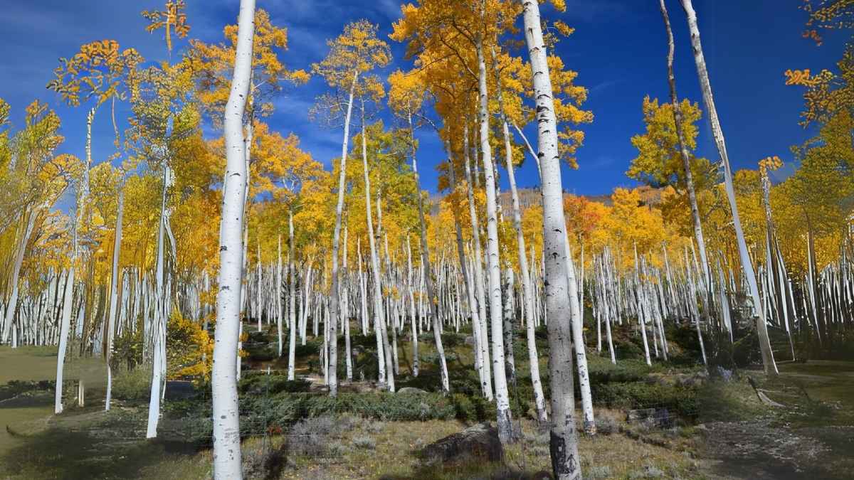Cette forêt américaine cache un secret vieux de 80 000 ans qui va vous époustoufler !