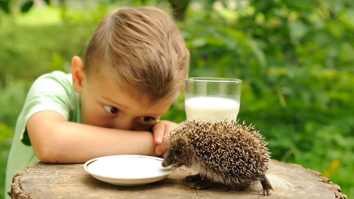 Découvrez comment s’appellent vraiment les bébés hérissons : la réponse va vous attendrir !