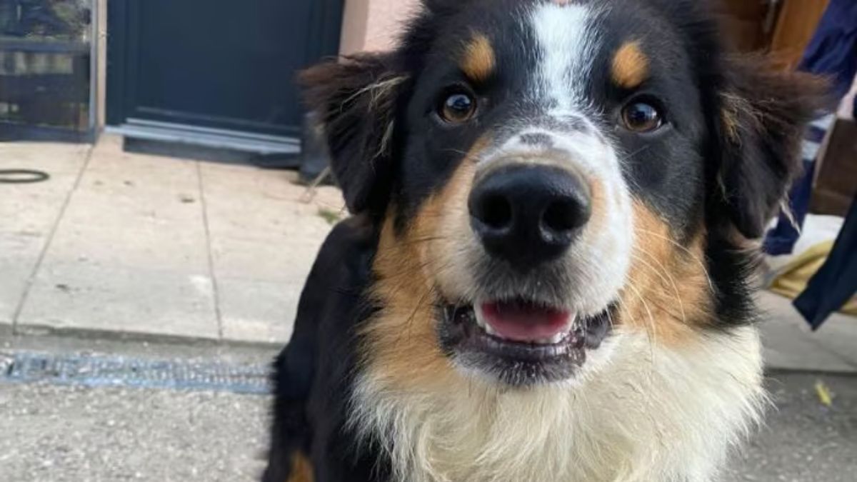Il achète un Berger Australien dans un salon du chiot et l’abandonne 4 jours plus tard