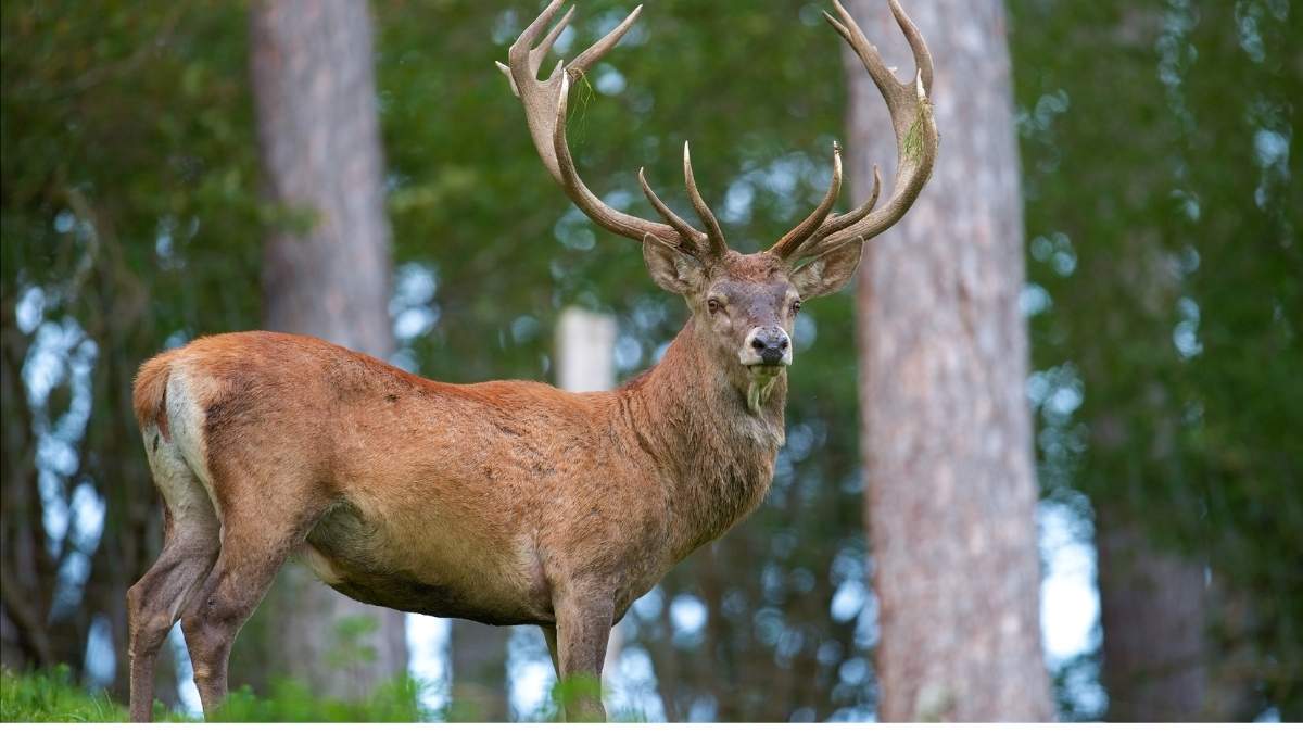 Scandale dans l’Oise : l’abattage de trois cerfs légendaires déclenche une tempête de protestations
