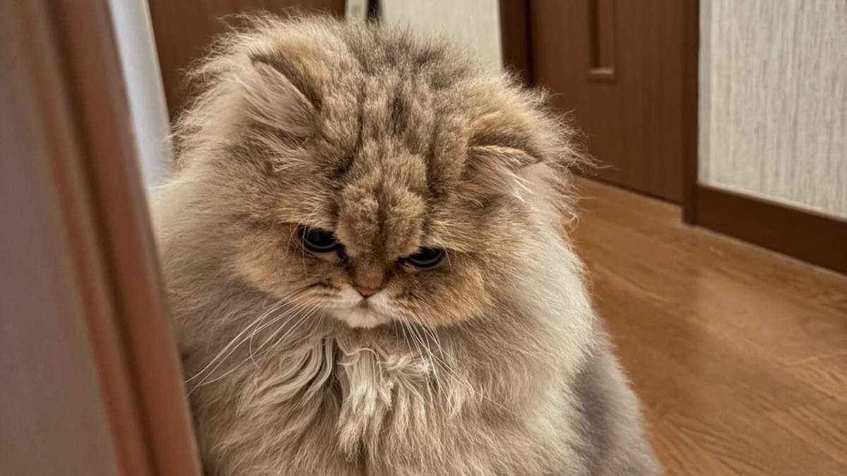 Elle voit la photo d’un chat errant sur Facebook : son cœur s’arrête en reconnaissant celui qu’elle a perdu il y a 13 ans